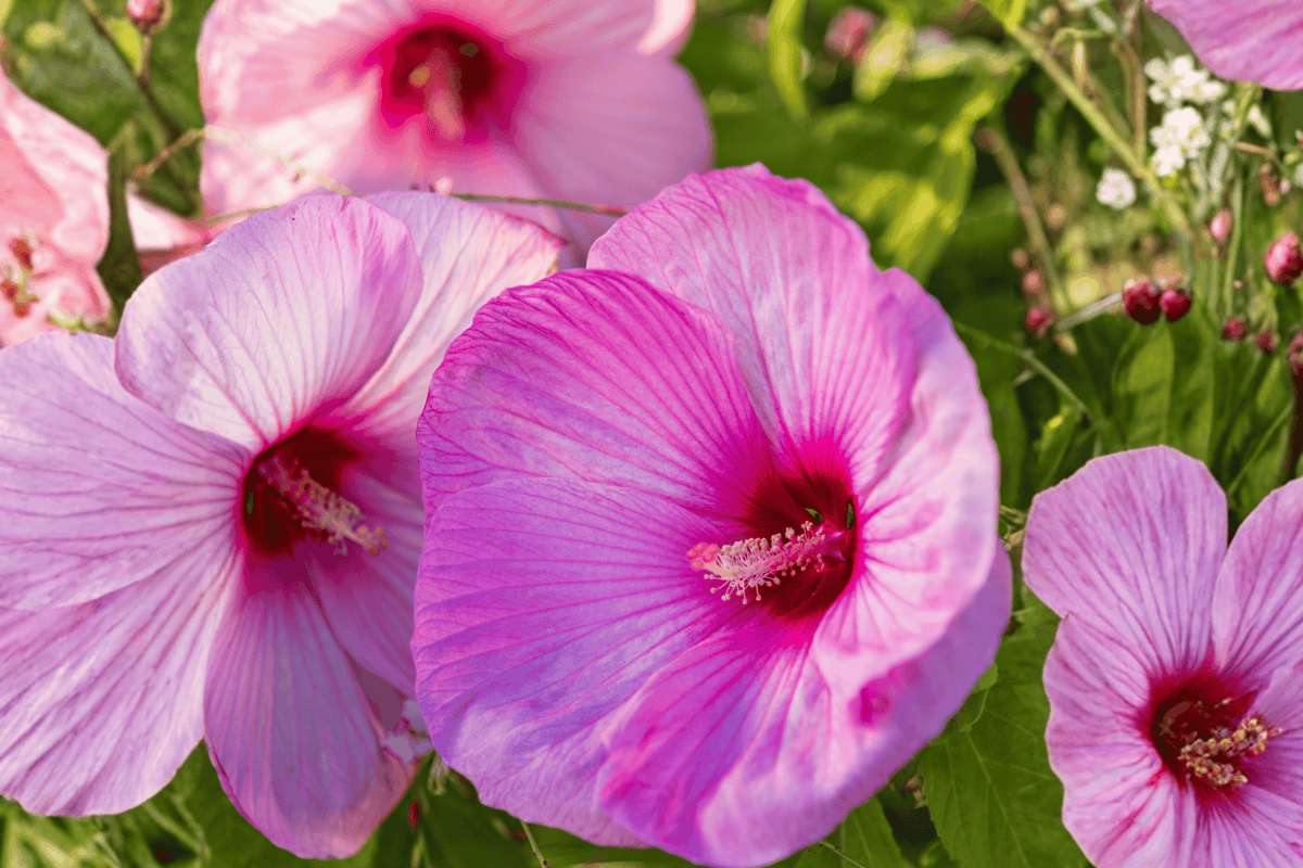Summerific Berry Awesome Hardy Hibiscus 1 Live Plant, 2 Gallon – Hibiscus ‘Berry Awesome’
