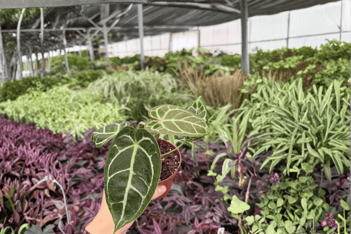 Anthurium Hoffmannii x Green Mamba 2 Exact Live Plants – 4-Inch Pots