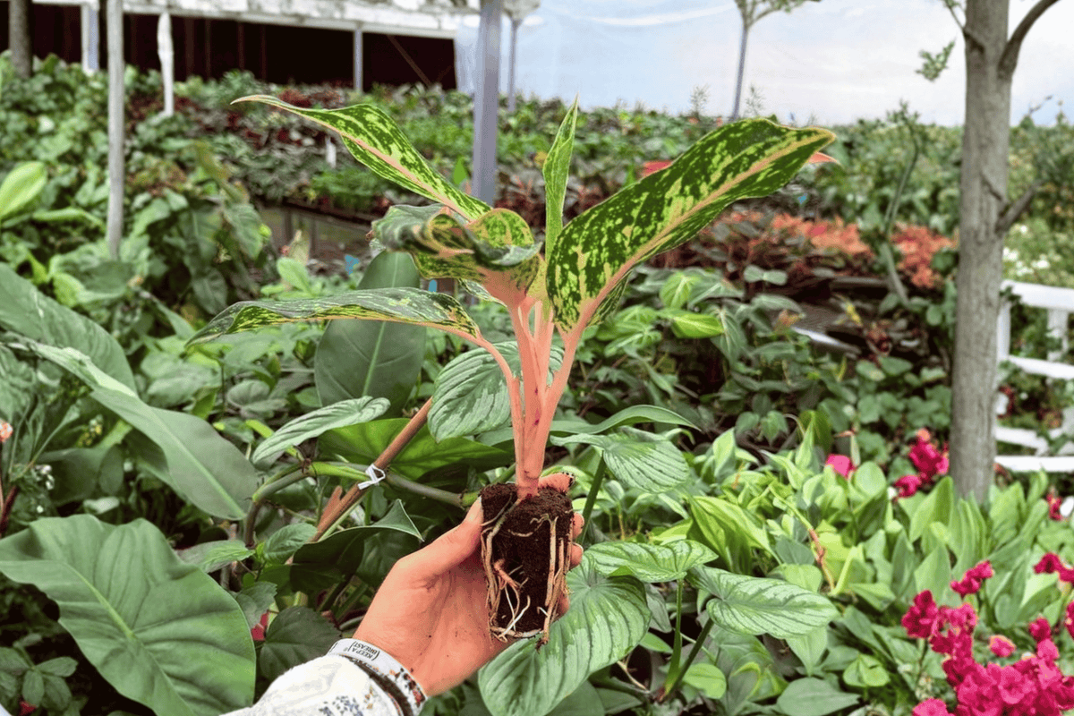 2 Exact XL Aglaonema Sparkling Sarah Starter Live Plants