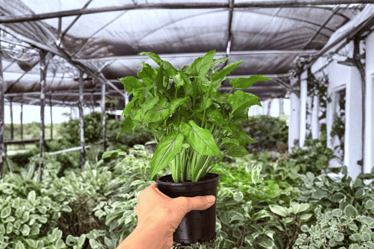 Syngonium Red Yami 2 Exact Live Plants – Syngonium ‘Red Yami’ Specific 4” Size Bare Root