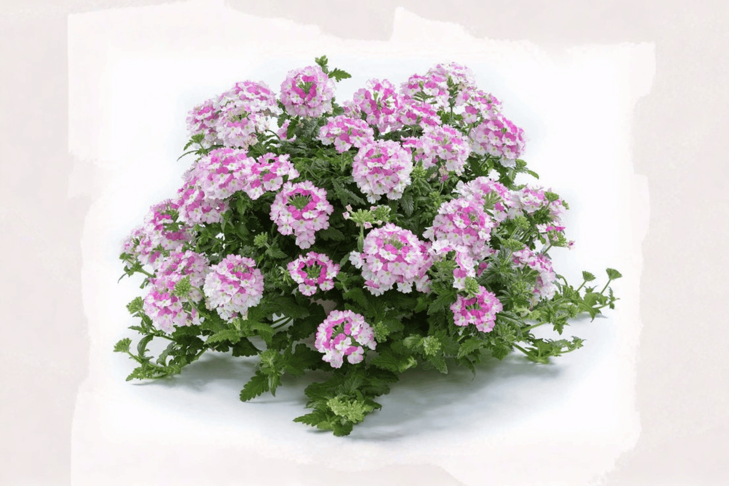 Vanessa Bicolor Pink Verbena Live Plant – 4-Inch Pot – Verbena × hortensis 'Vanessa Bicolor Pink'