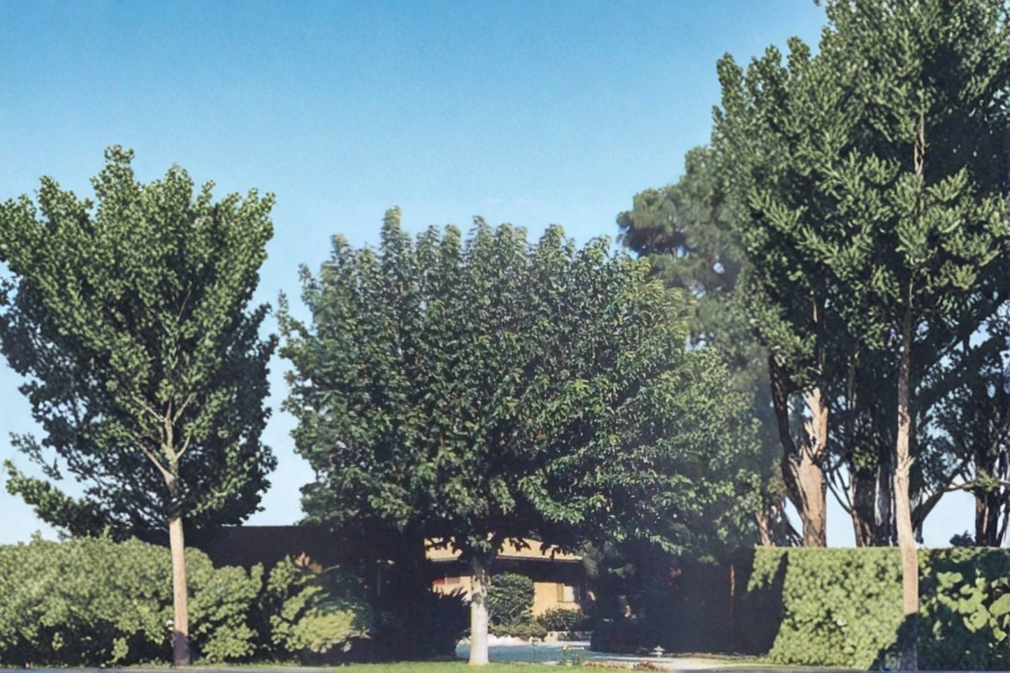 Fruitless Mulberry Tree Live Plant 4–6 Ft Shade Tree, Fast Growing Ornamental Tree for Yard Landscape