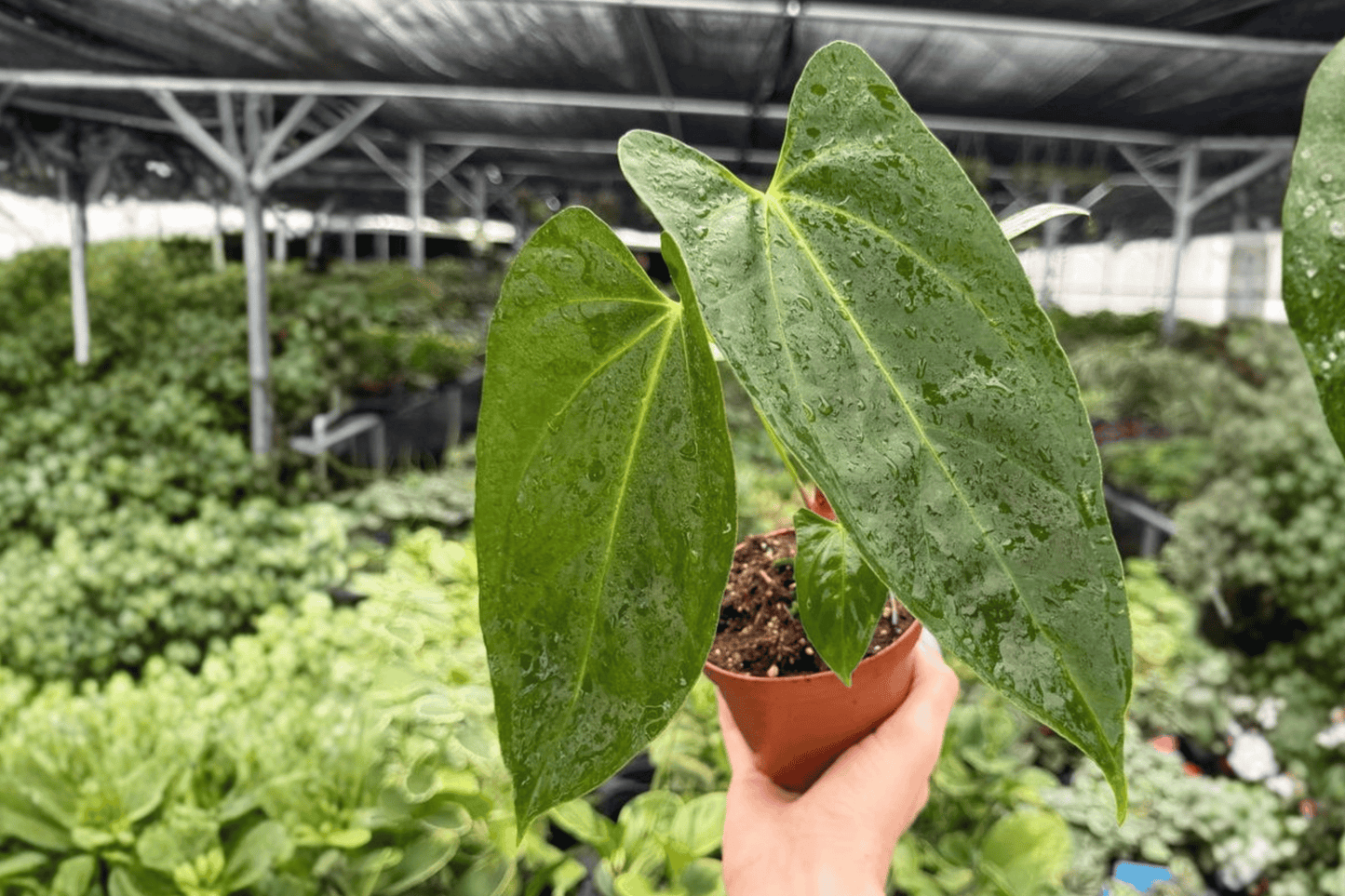 Anthurium Hoffmannii x Red Gunsal 2 Exact Live Plants – 4-Inch Pots – Anthurium Hybrid