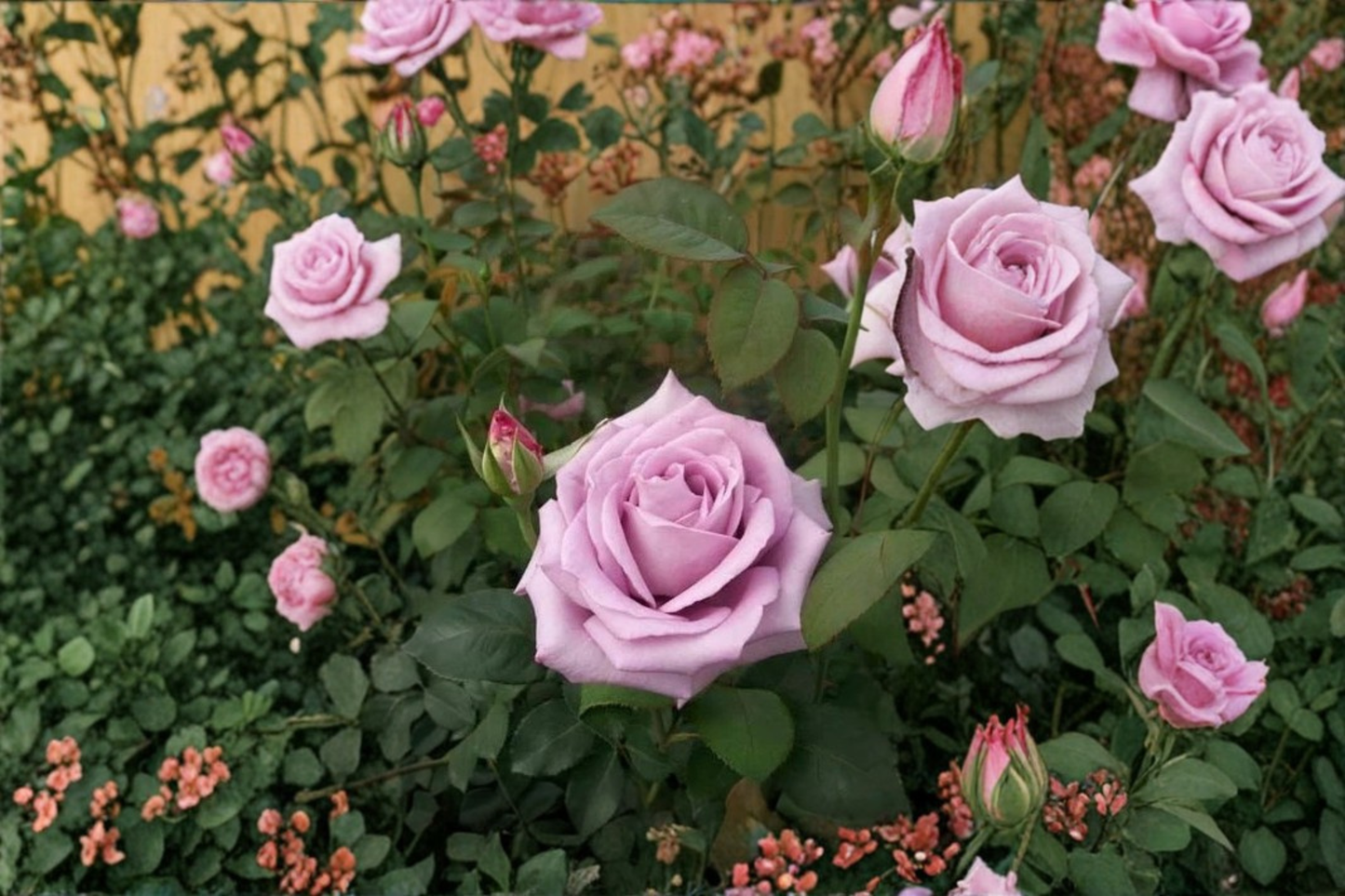 Blue Girl Rose Live Plant 1 Gallon Mauve Lavender Hybrid Tea Rose Bush for Garden Outdoor Flowering Plant