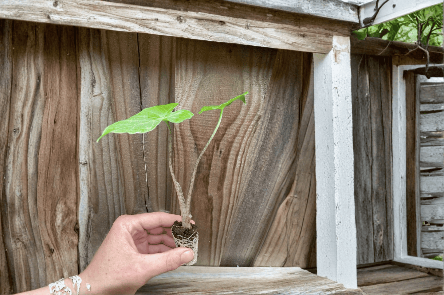 2 Alocasia Portodora Starter Plants Bare Root – Alocasia 'Portodora'