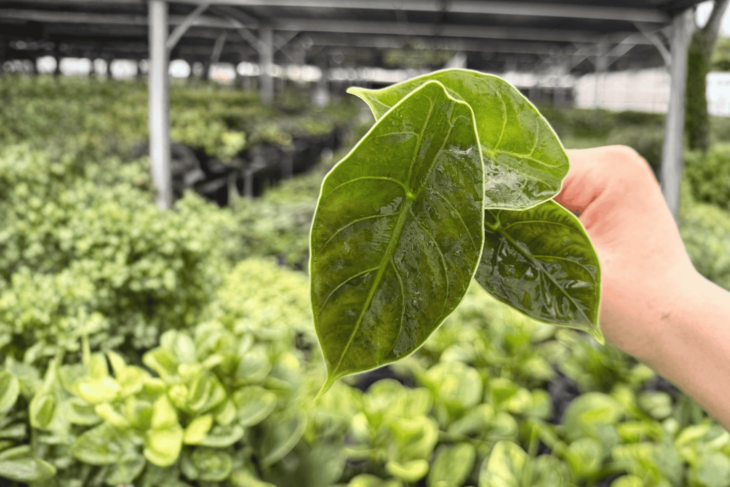 2 Exact Alocasia azlanii Starter Plants – Alocasia azlanii Live Plug Plants
