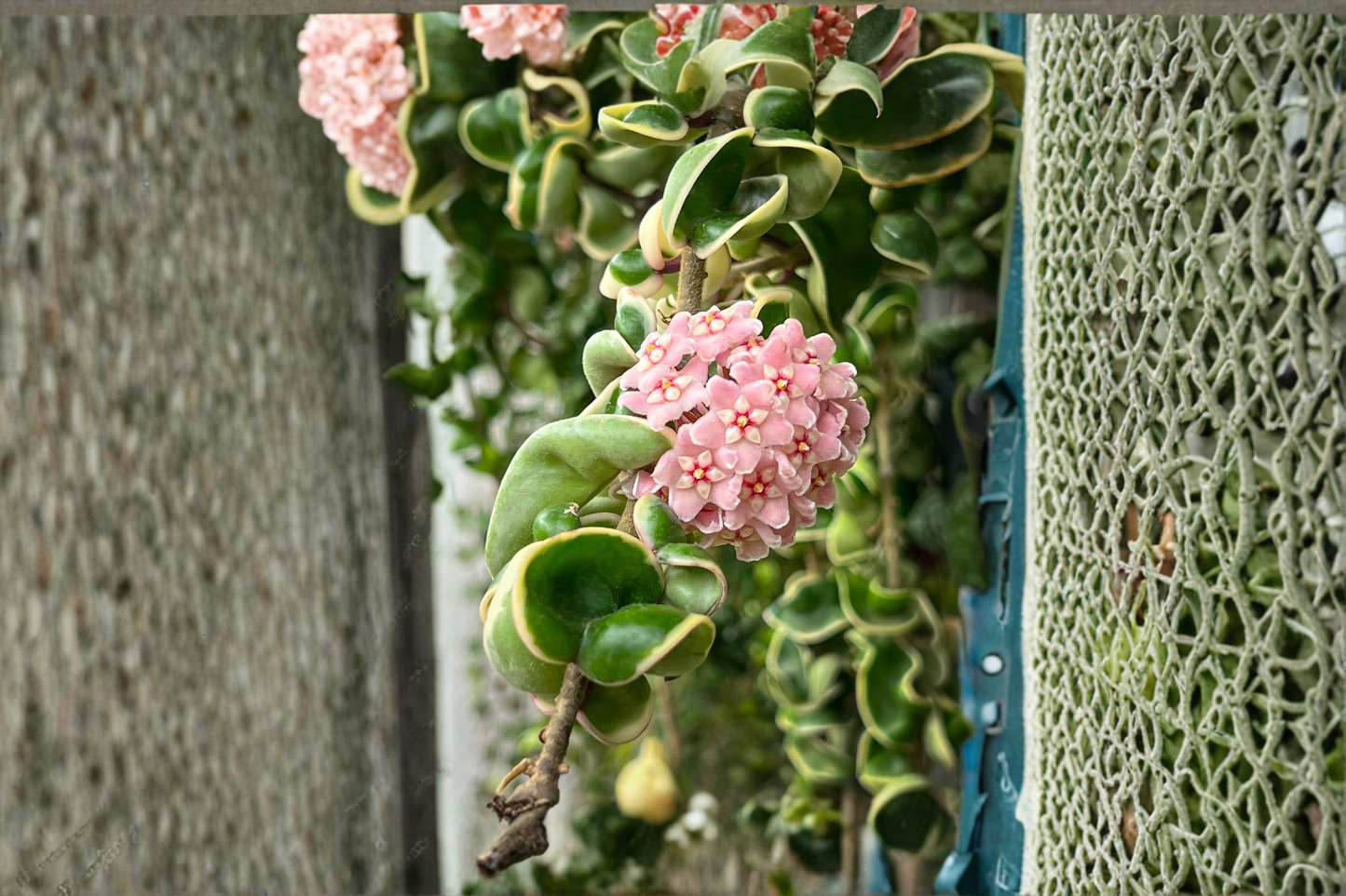 Hoya Compacta Variegated Plant Rooted Hindu Rope Hoya Live Houseplant Starter Indoor Wax Plant
