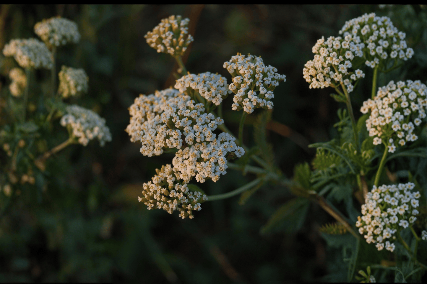 Sonoma Coast Yarrow 1 Live Plant – 4-Inch Pot – Achillea millefolium ‘Sonoma Coast’
