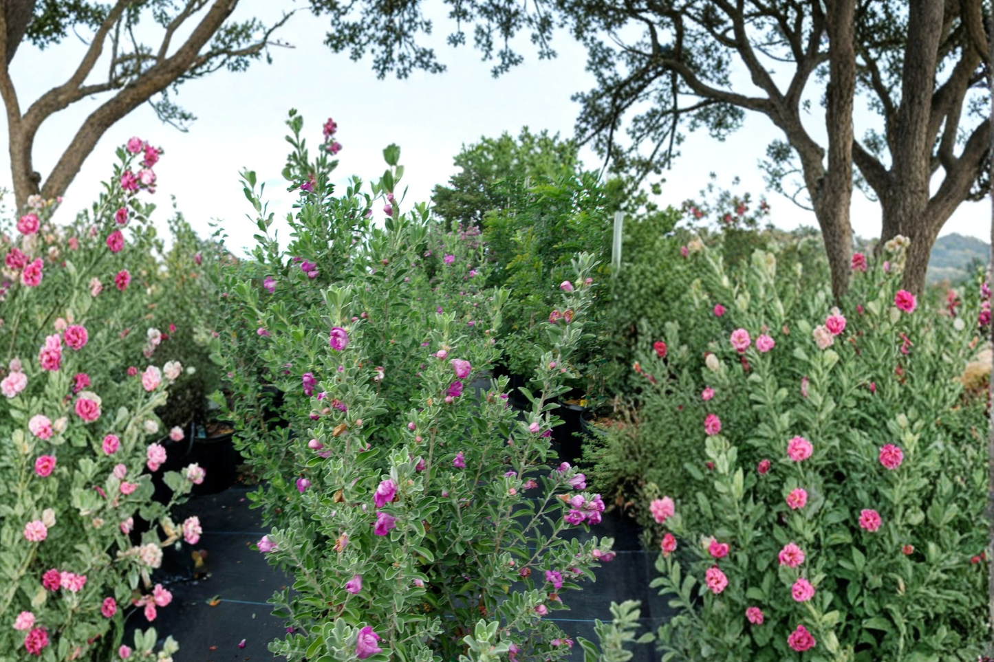 Purple Texas Sage Live Plant 2–3 Ft Flowering Shrub, Evergreen Hedge Bush for Garden Landscape Outdoor
