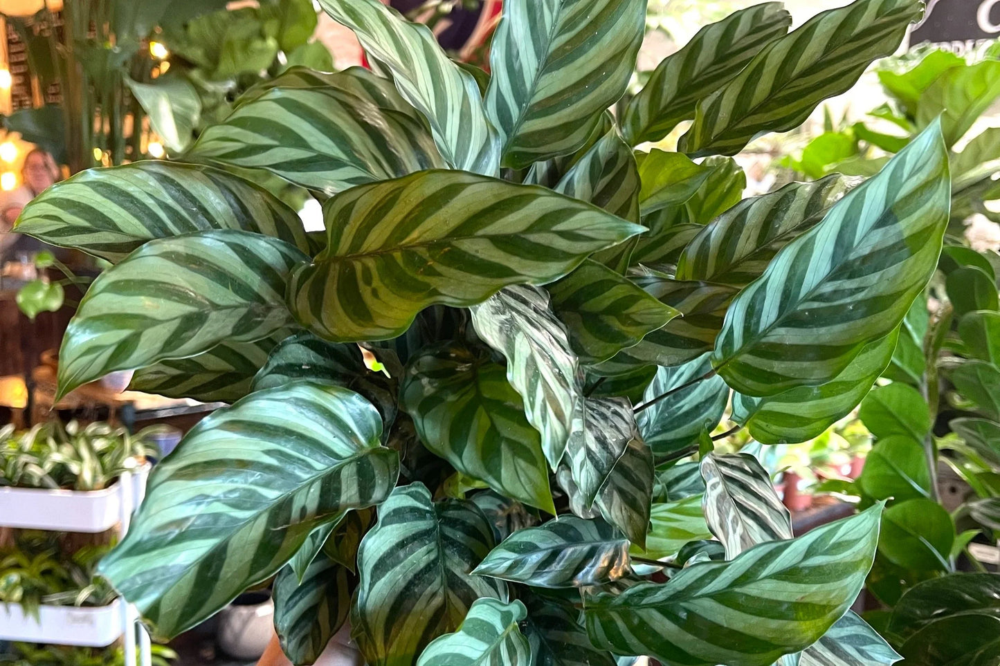 1 Calathea ‘Freddie’ – Live Rooted Starter House Plant, Easy Care Prayer Plant, Low Light Indoor Plant, Air Purifying Foliage