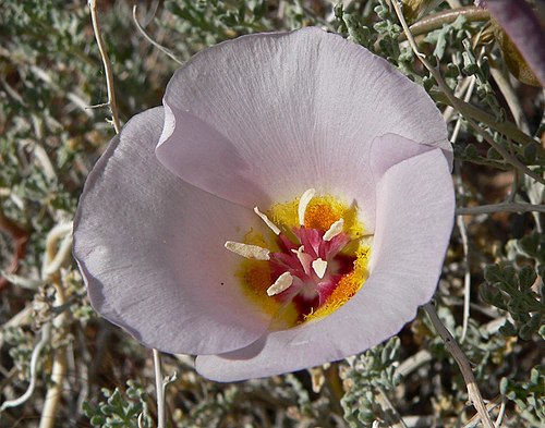 30 Calochortus flexuosus Seeds | Winding Mariposa Lily | Straggling Mariposa Lily | Native Perennial Wildflower