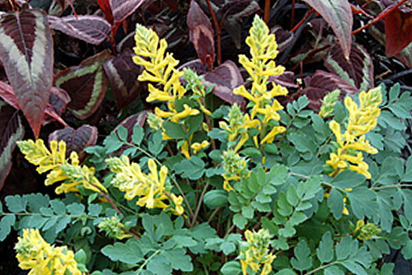 Canary Feathers Fumewort 1 Live Plant – Corydalis ‘Canary Feathers’ – 1 Gallon Pot
