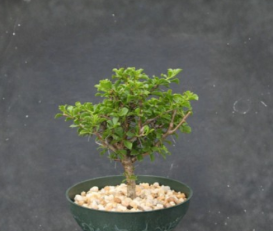 Pereskia Portulacifolia Leafy Cactus Plant 6 Inch Specimen Ornamental Bonsai Style Cactus