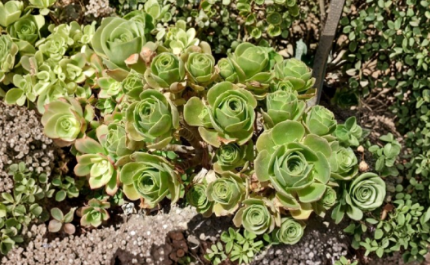Aeonium Balsamiferum Unrooted 4 Inch Cutting Live Succulent Plant Rare Green Rosette for Propagation