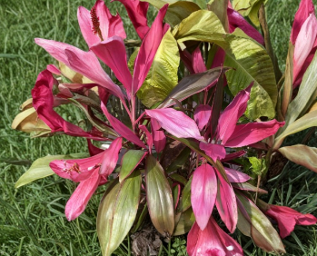 Hawaiian Ti Plant Cuttings Cordyline Fruticosa 8 Unrooted Cuttings 5 to 7 Inches