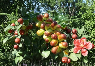 Sherwood Jujube Cuttings Set of 15 Ziziphus jujuba Chinese Red Date Unrooted