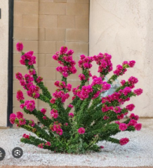Torch Glow Bougainvillea Small Rooted Starter Plant Live Ornamental Vine