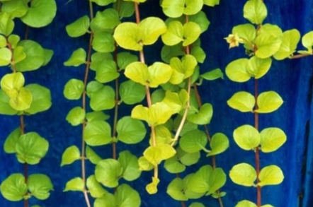 Golden Creeping Jenny Cuttings 10 Count Lysimachia Aurea Groundcover Trailing Plant
