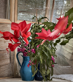 Red Christmas Thanksgiving Cactus Cutting Schlumbergera truncata Giant Holiday Cactus Unrooted