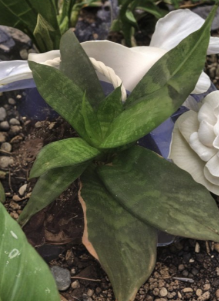 Snake Plant Unrooted Cuttings Sansevieria 3 Leaf Cuttings 4 Inch for Planting