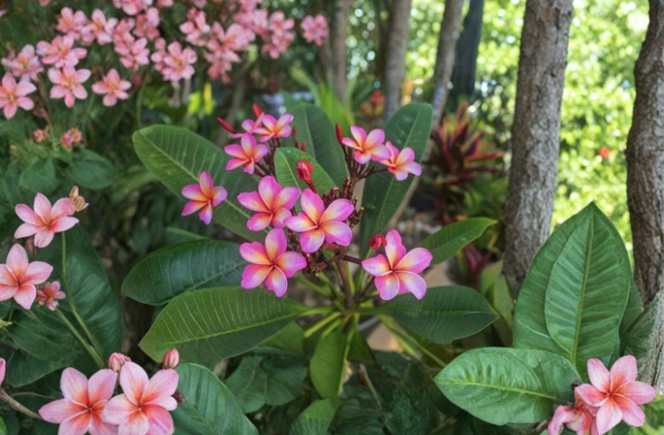Dulcemia Plumeria Cutting 3 Tip Plumeria Rubra Frangipani Live Plant Stem for Propagation Tropical Flower