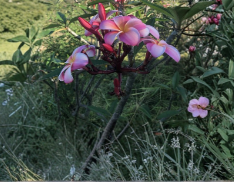 Pink Plumeria Frangipani Rooted Cutting 10 Inch Single Head Plumeria rubra Starter Plant