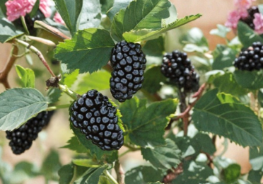Blackberry Cuttings 5 Count 8 Inch Rubus Live Fruit Cane Cut to Order Organic Non GMO Propagation