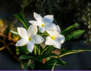Plumeria pudica Cuttings White Flowering Butterfly Plumeria Unrooted Cuttings 4–6 Inch Lot of 2