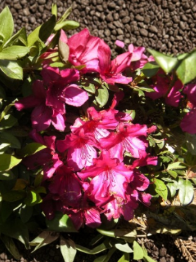 7 Azalea Cuttings Dark Red Neon Magenta Rhododendron Live Stems for Rooting or Grafting