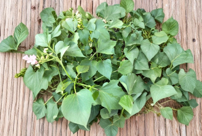 Beauregard Sweet Potato Slips 10 Count Ipomoea batatas Live Plants