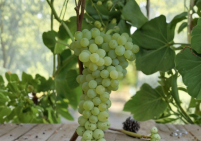 Seedless Grape Plant With Pot 10 Inch Live Grape Vine Ready To Plant Vitis Hybrid