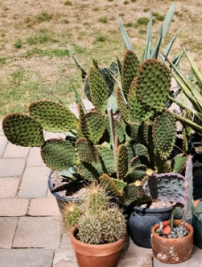 Opuntia Lubrica Prickly Pear Cactus Pad Cutting Live Plant Segment Desert Succulent for Propagation