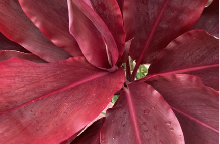 6 Cordyline Fruticosa Red Hawaiian Ti Cuttings 12 Inch Large Logs Tropical Foliage Plant Stems for Propagation