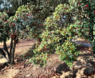 American Holly Cuttings Ilex opaca Native Evergreen Tree Hardy Privacy Screen