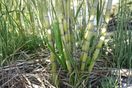 Sugarcane Rooted Cuttings Set of 5 Live Tropical Plant Ready to Plant