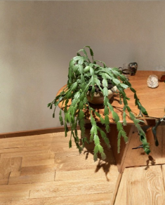 Pink Fuchsia Thanksgiving Cactus Cuttings 3 Count Schlumbergera Truncata Unrooted Holiday Plant