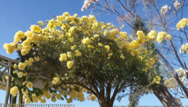 Lady Banks Yellow Rose Cuttings 5 Count Rosa Banksiae Antique Climbing Miniature Vine Unrooted Live Stems