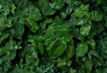 Burle Marx Philodendron Cutting with Air Roots Multiple Nodes Unrooted Tropical Indoor Outdoor Plant