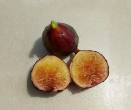 LSU Purple Fig Cutting Cold Hardy Variety Ficus carica for Propagation