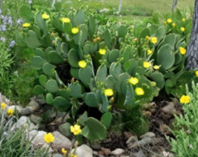Spineless Prickly Pear Cactus Pads Nopales Opuntia ellisiana Plant Cuttings
