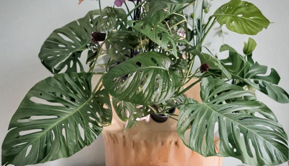 Monstera Adansonii Swiss Cheese Plant 2 Fresh Cuttings Two Leaf Tropical Vine