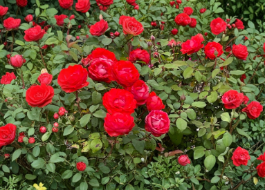 True Passion Rose Cuttings Rosa Hybrid Bright Red Flowering Garden Plant