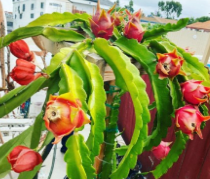 Red Dragon Fruit Cactus Cutting Unrooted Edible Pitaya Plant Single Cutting