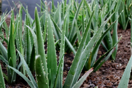 2 Large Aloe Vera Barbadensis Cuttings 12 Inch Organic Grown Succulent Live Plant Stems for Propagation