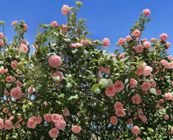 Camellia Japonica Cutting Pink White Flower 1 Fresh Unrooted Stem for Propagation Ornamental Shrub