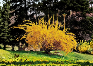 20 Golden Forsythia Cuttings Hardy Ornamental Shrub Stems for Propagation Yellow Spring Blooming Privacy Hedge Plant