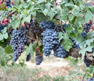 Brachetto Grape Cuttings 5 Count Vitis Vinifera Rooting or Grafting Fruit Vine
