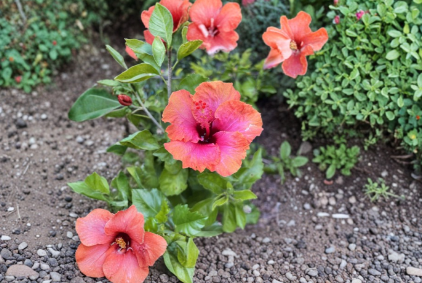 Erin Rachel Tropical Hibiscus Cutting Live Unrooted Stem Flowering Garden Plant