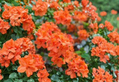 Mandarin Azalea Starter Plant Rhododendron Hybrid Live Ornamental Shrub May Be Dormant