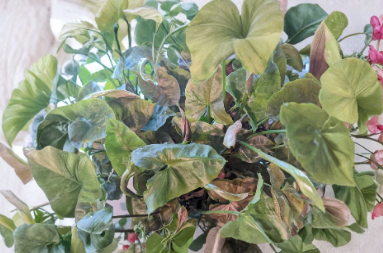 5 Syngonium Maria Allusion Cuttings Arrowhead Plant Unrooted Tropical Houseplant for Propagation